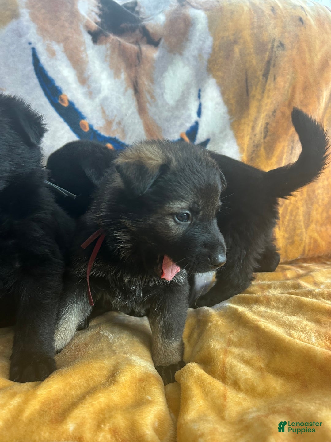 German Shepherd dogs for sale: Cody/ Willow Green - Ad 10