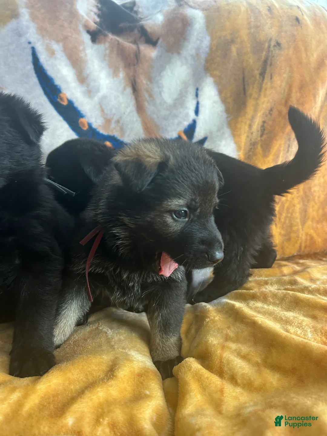 German Shepherd dogs for sale: Willow/Cody Teal - Ad 19
