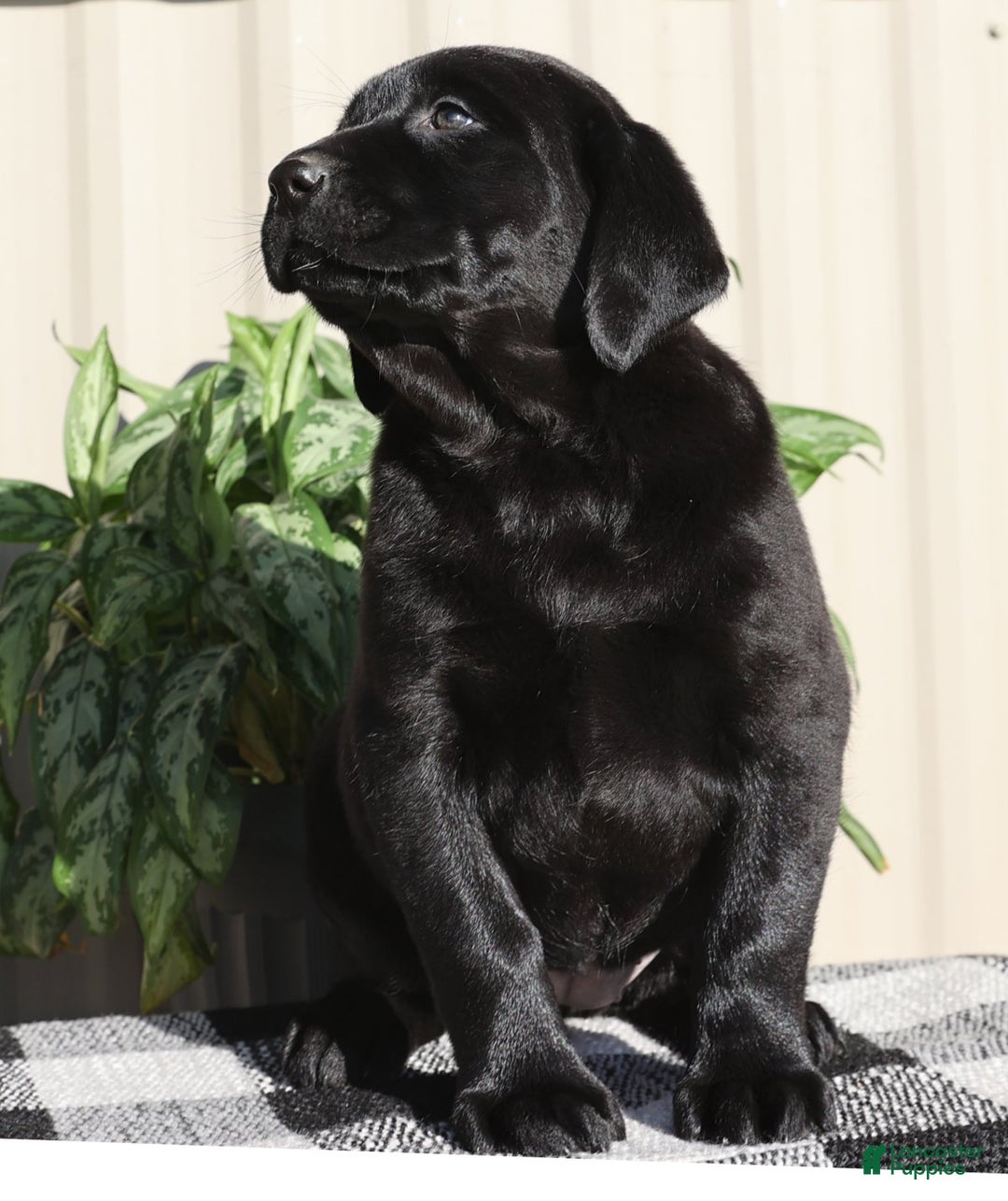 Labrador Retriever dogs for sale: Twinkle - Ad 9