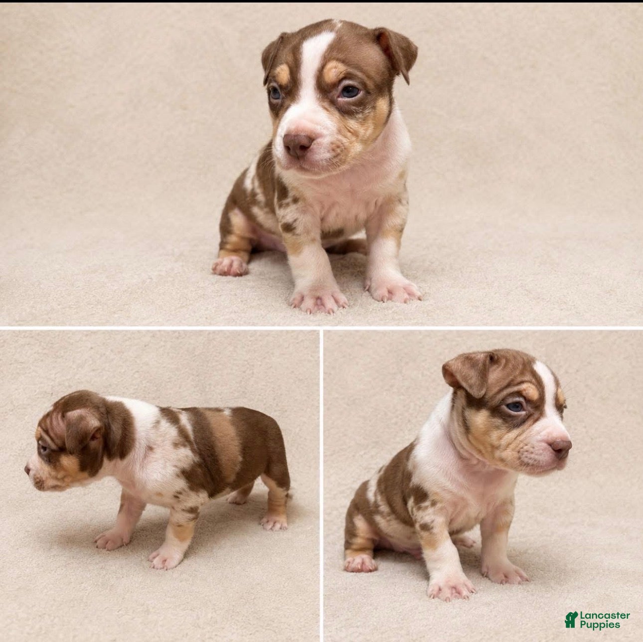 American Bully dogs for sale: American Bully Puppy 3 - Ad 2
