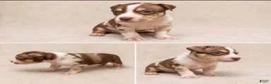 American Bully Puppy 3