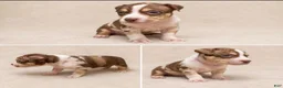 American Bully dogs for sale: American Bully Puppy 3 - Ad 1