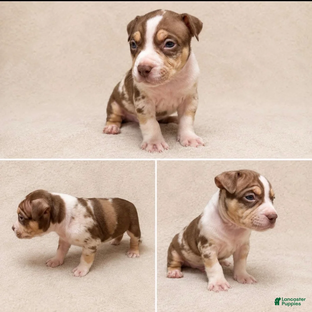 American Bully dogs for sale: American Bully Puppy 3 - Ad 1