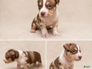 American Bully dogs American Bully Puppy 3 - Ad 9