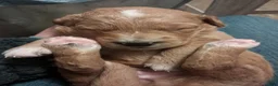 Double Doodle dogs for sale: Hazel - Ad 3