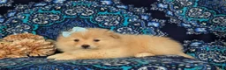 Pomeranian dogs for sale: Monette - Ad 14