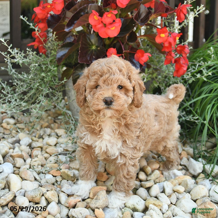 Toy Poodle dogs Joker - Ad 1