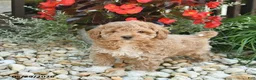 Toy Poodle dogs for sale: Joker - Ad 1