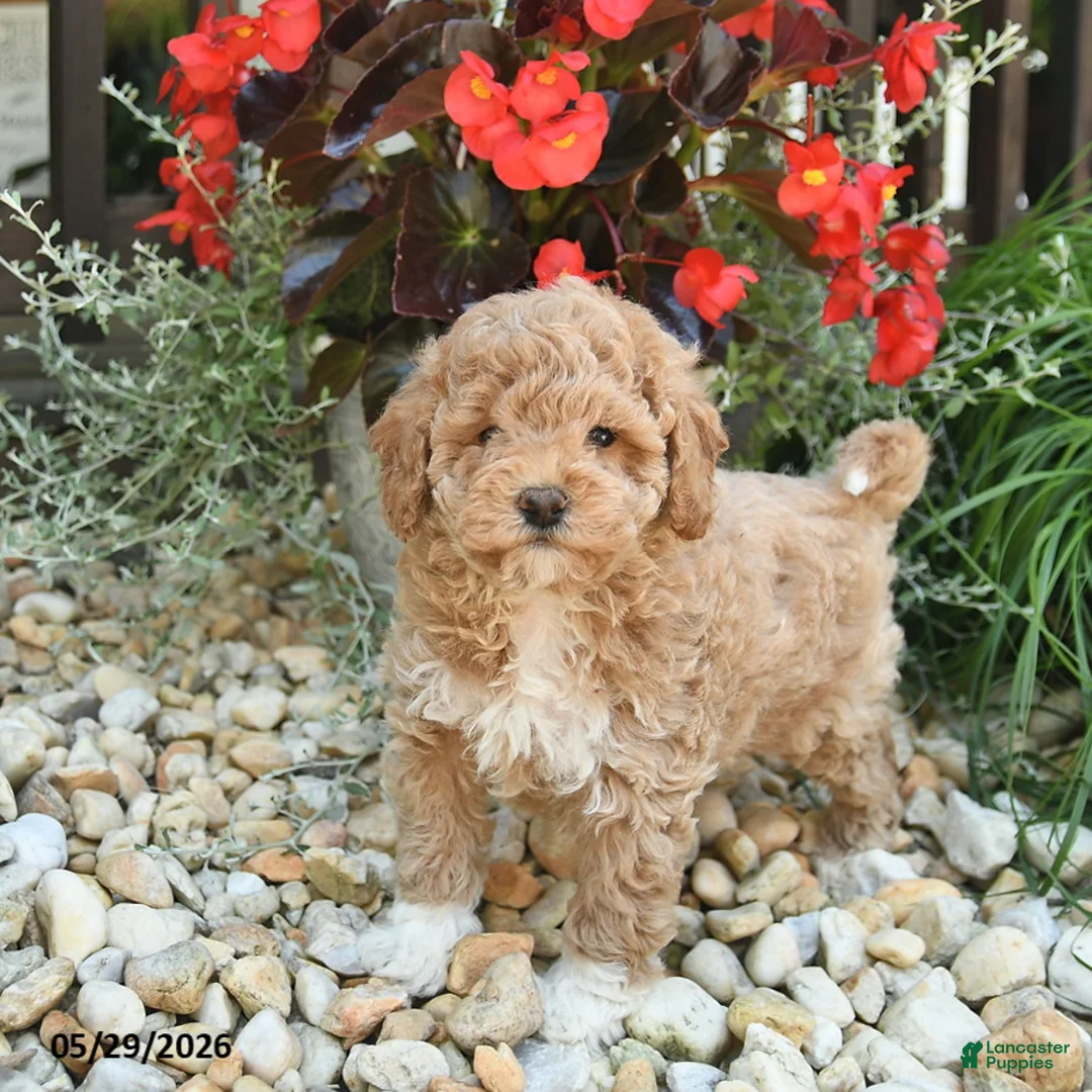 Toy Poodle dogs for sale: Joker - Ad 1