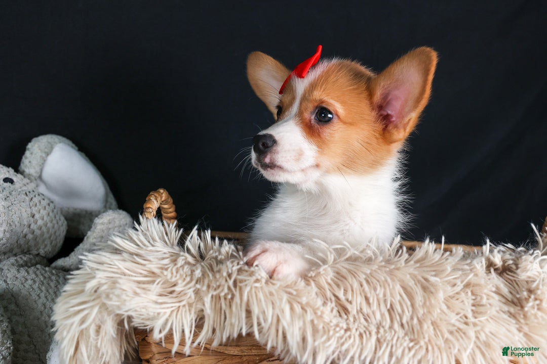 Welsh Corgi Pembroke dogs for sale: Irwin - Ad 5