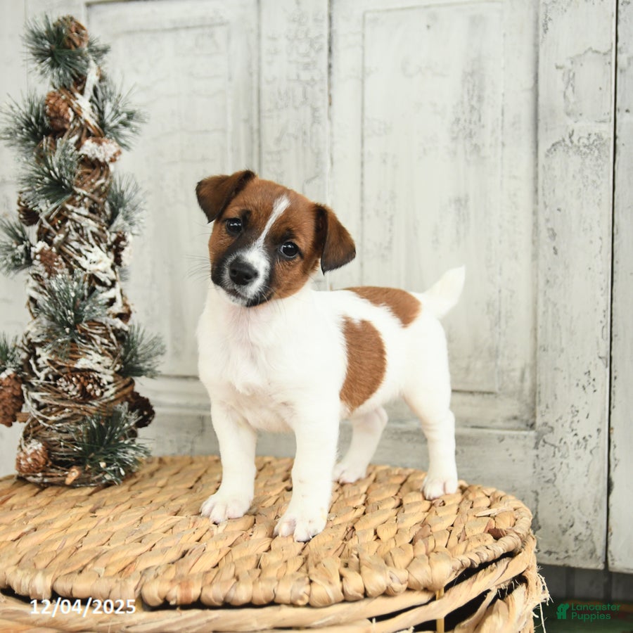 Jack Russell Terrier dogs Cookie - Ad 20