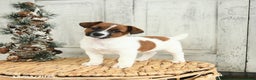 Jack Russell Terrier dogs for sale: Cookie - Ad 1