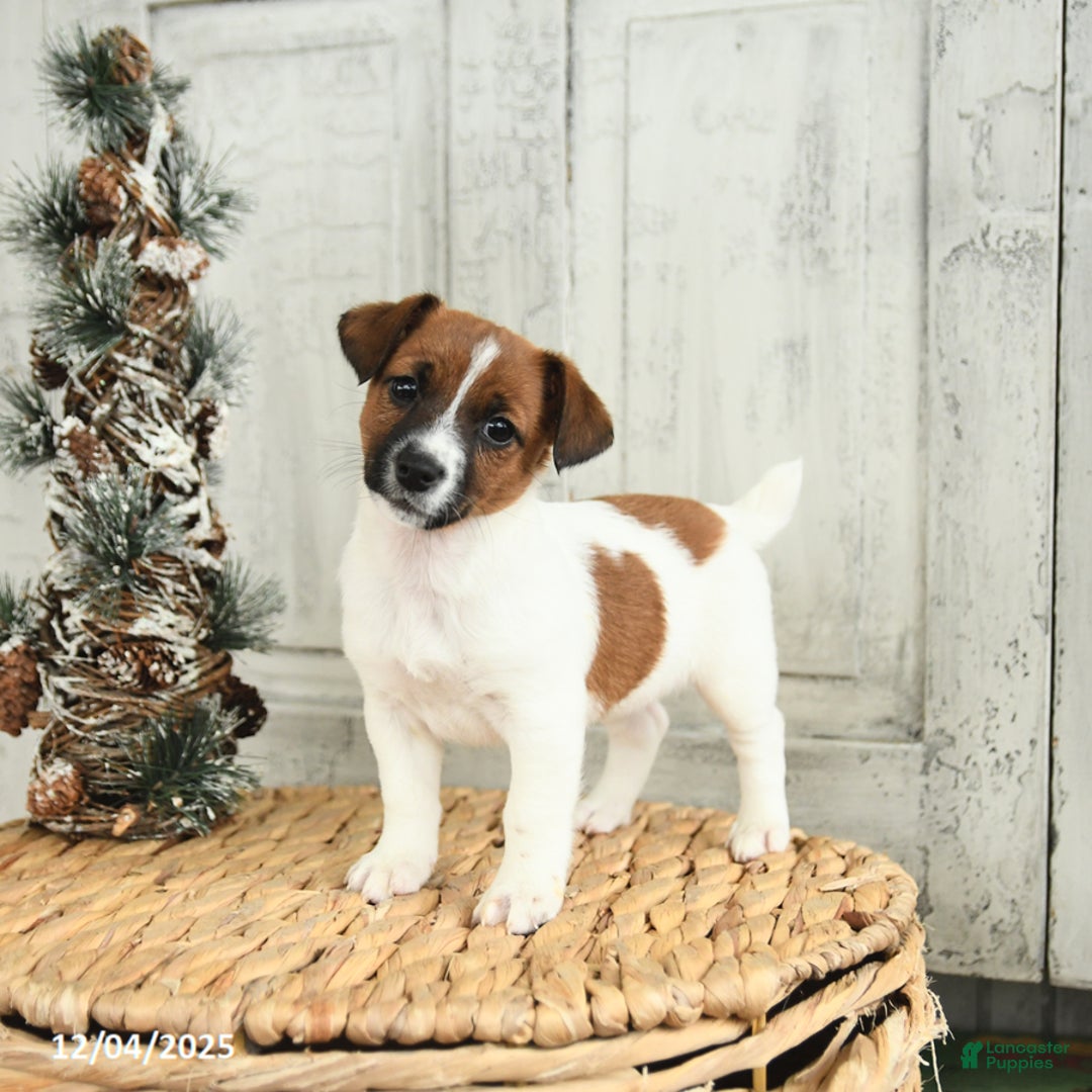 Jack Russell Terrier dogs for sale: Cookie - Ad 1