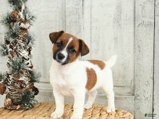 Jack Russell Terrier dogs Cookie - Ad 7
