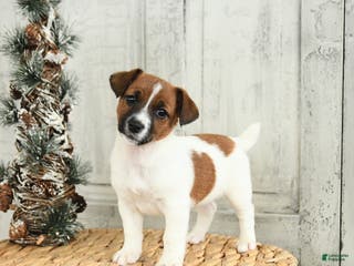 Jack Russell Terrier dogs Cookie - Ad 3