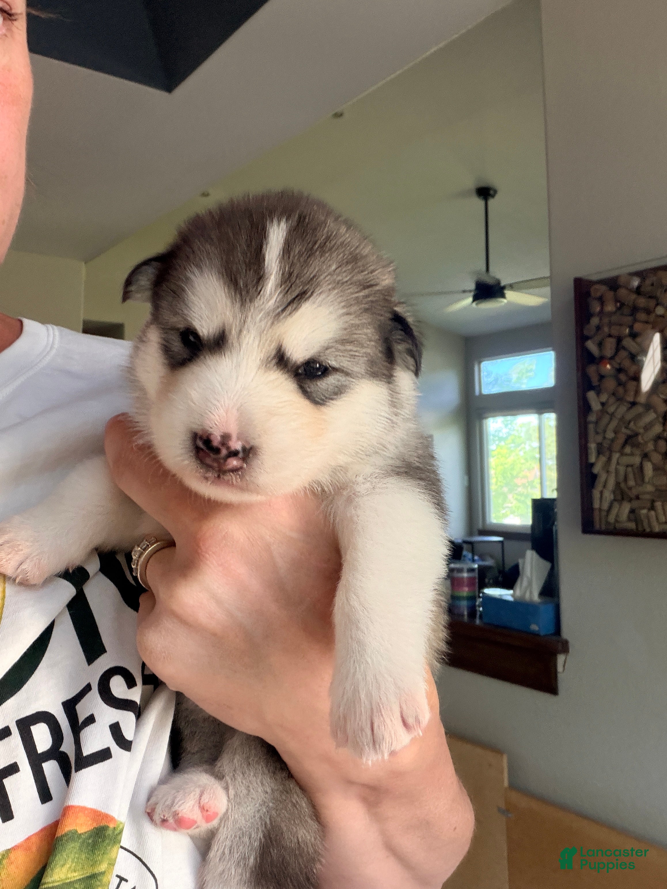 Mixed Breed dogs Miss Lime - Ad 10
