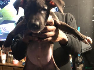 Mixed Breed dogs Benz - Ad 39