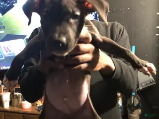 Mixed Breed dogs Benz - Ad 31