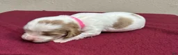 Brittany Spaniel dogs for sale: Pink Collar - Ad 1