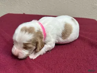 Brittany Spaniel dogs for sale: Pink Collar - Ad 4