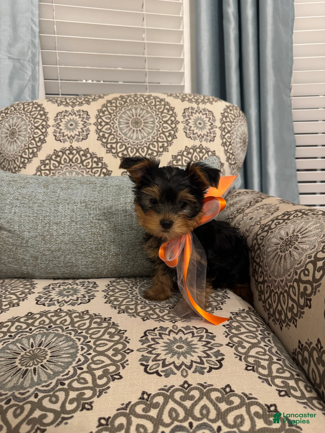 Yorkshire Terrier dogs for sale: Hermie - Ad 1