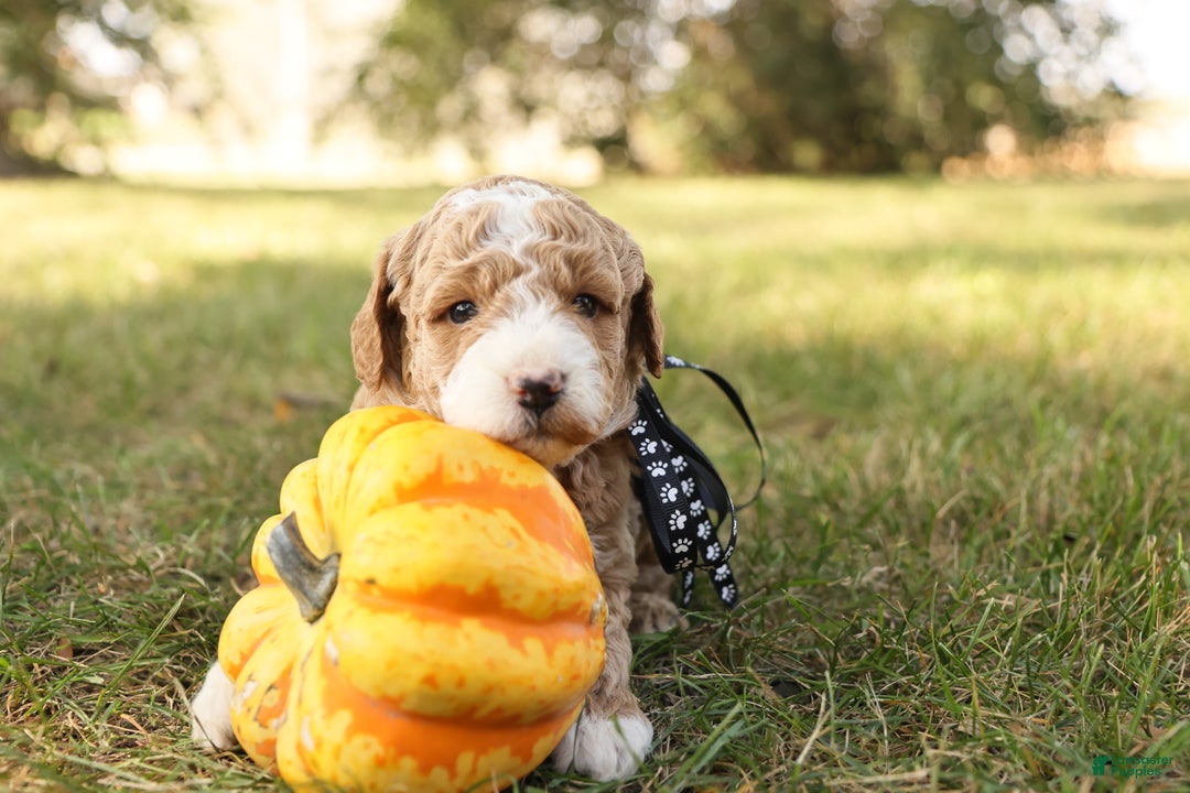 Mini Goldendoodle dogs for sale: Asher - Ad 10