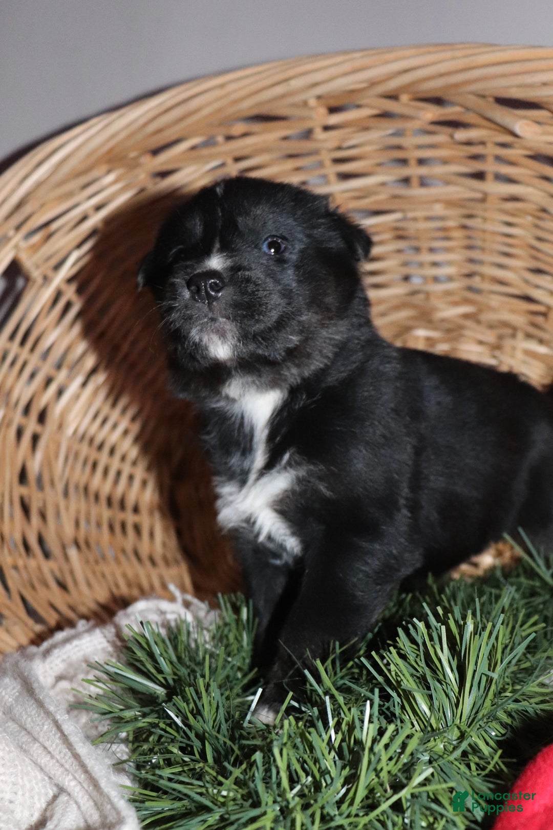 Goberian dogs for sale: Georgia  - Ad 1