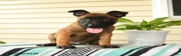 Belgian Malinois dogs for sale: Jabari - Ad 4