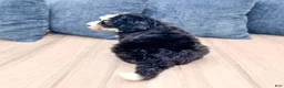 Mini Bernedoodle dogs for sale: Jimmy - Ad 5