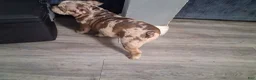 American Bully dogs for sale: American Bully Puppy 1 - Ad 30