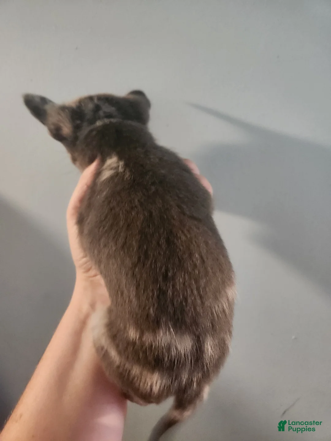 Pomchi dogs for sale: Pomchi Puppy 2 - Ad 2