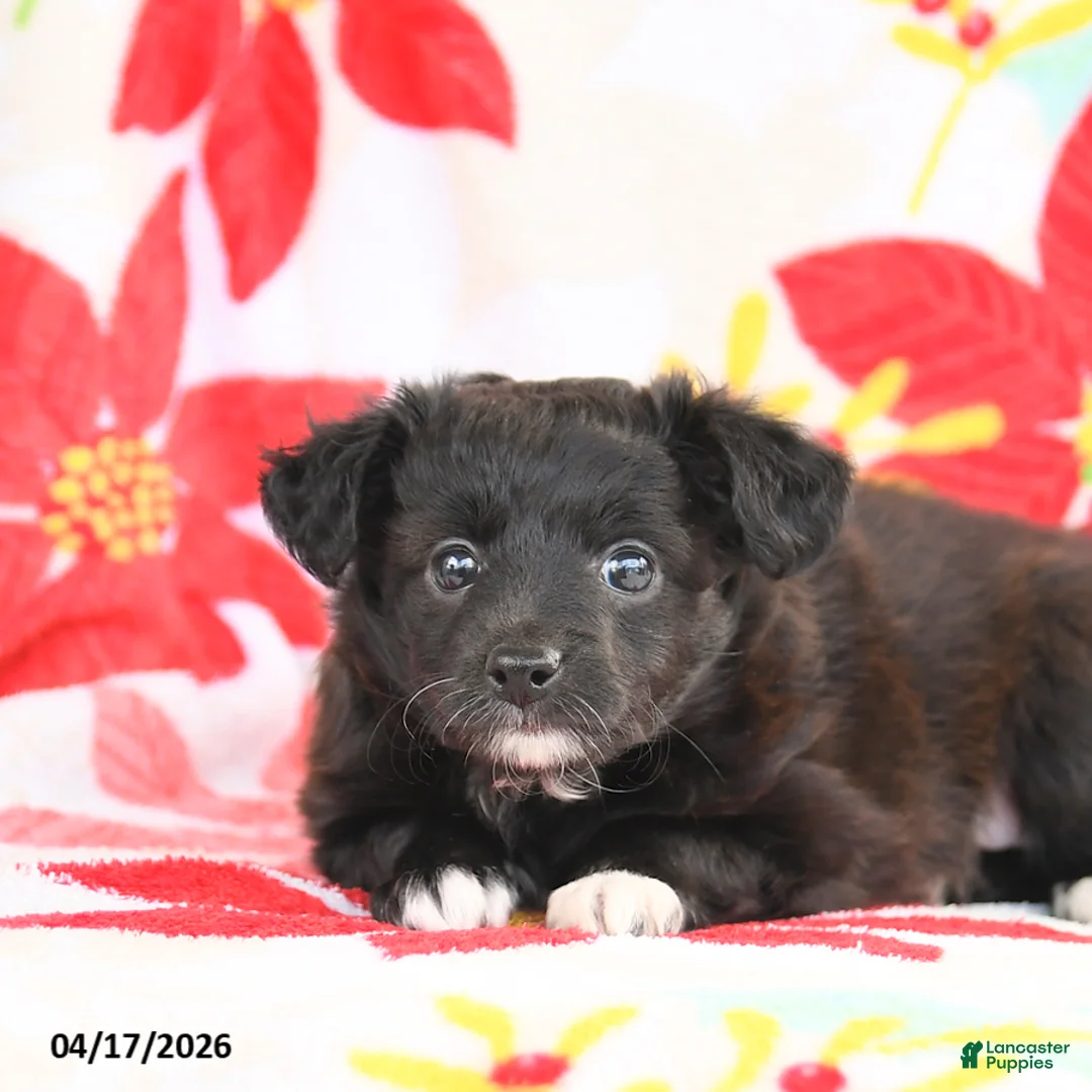 Shetland Sheepdog dogs for sale: Jemma - Ad 3