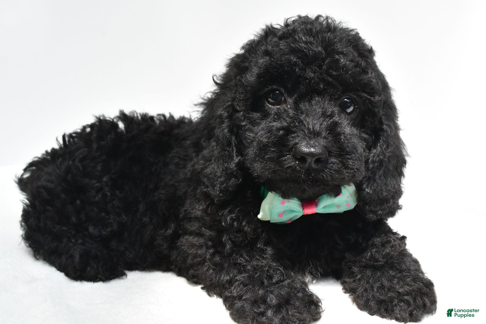 Cockapoo dogs Tillie - Ad 1