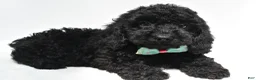 Cockapoo dogs for sale: Tillie - Ad 1
