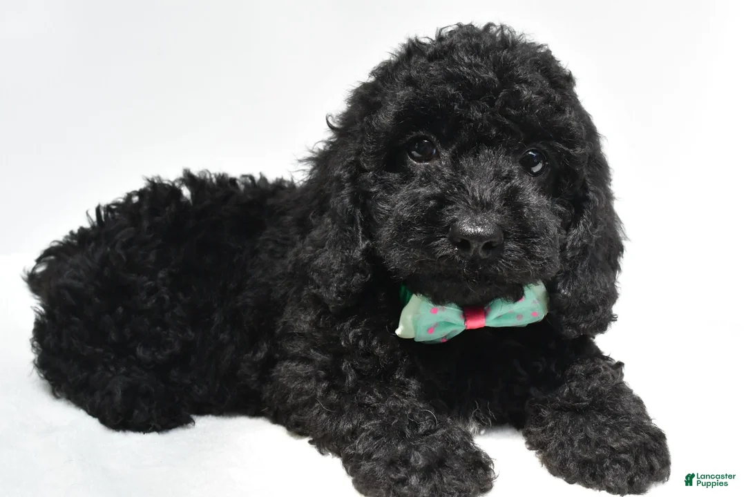 Cockapoo dogs for sale: Tillie - Ad 1