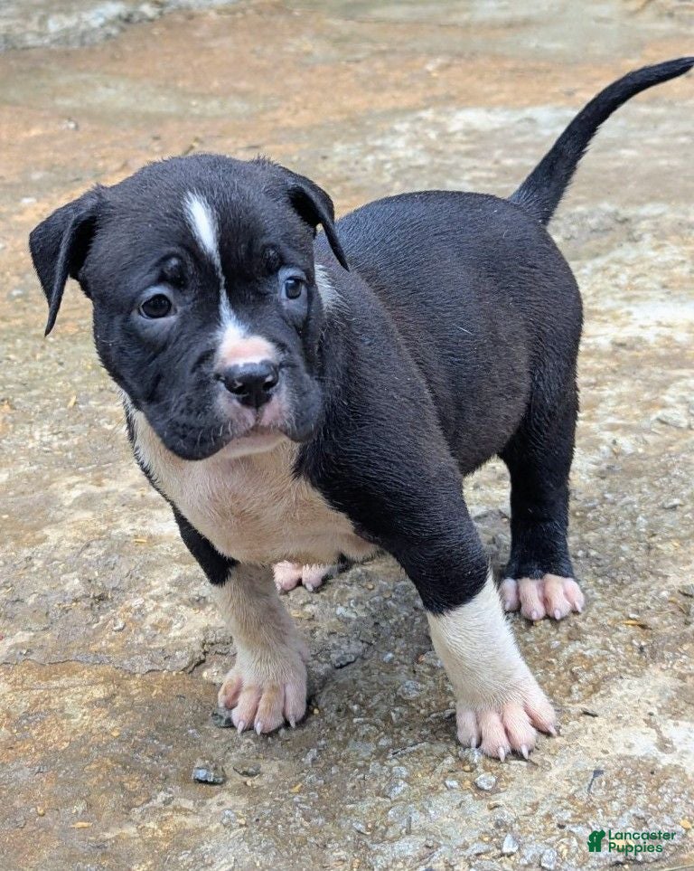 American Bully dogs Jet - Ad 2