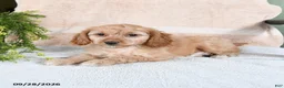 Mixed Breed dogs for sale: Toffee - Ad 2
