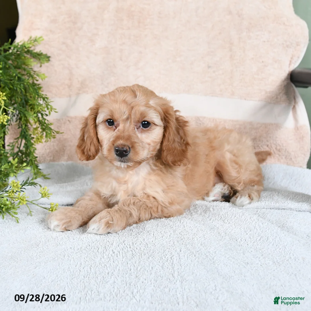 Mixed Breed dogs for sale: Toffee - Ad 2