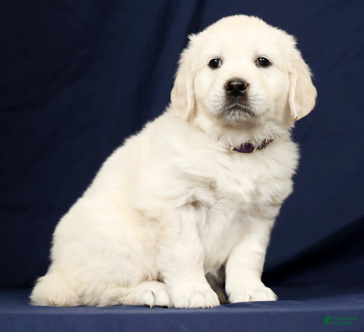 Golden Retriever dogs Tilly - Ad 2