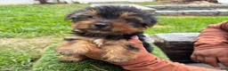 Yorkshire Terrier dogs for sale: Yorkshire Terrier milo - Ad 3