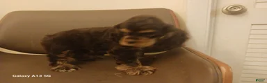 Cocker Spaniel 2