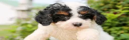 Mini Bernedoodle dogs for sale: Malachite - Ad 1