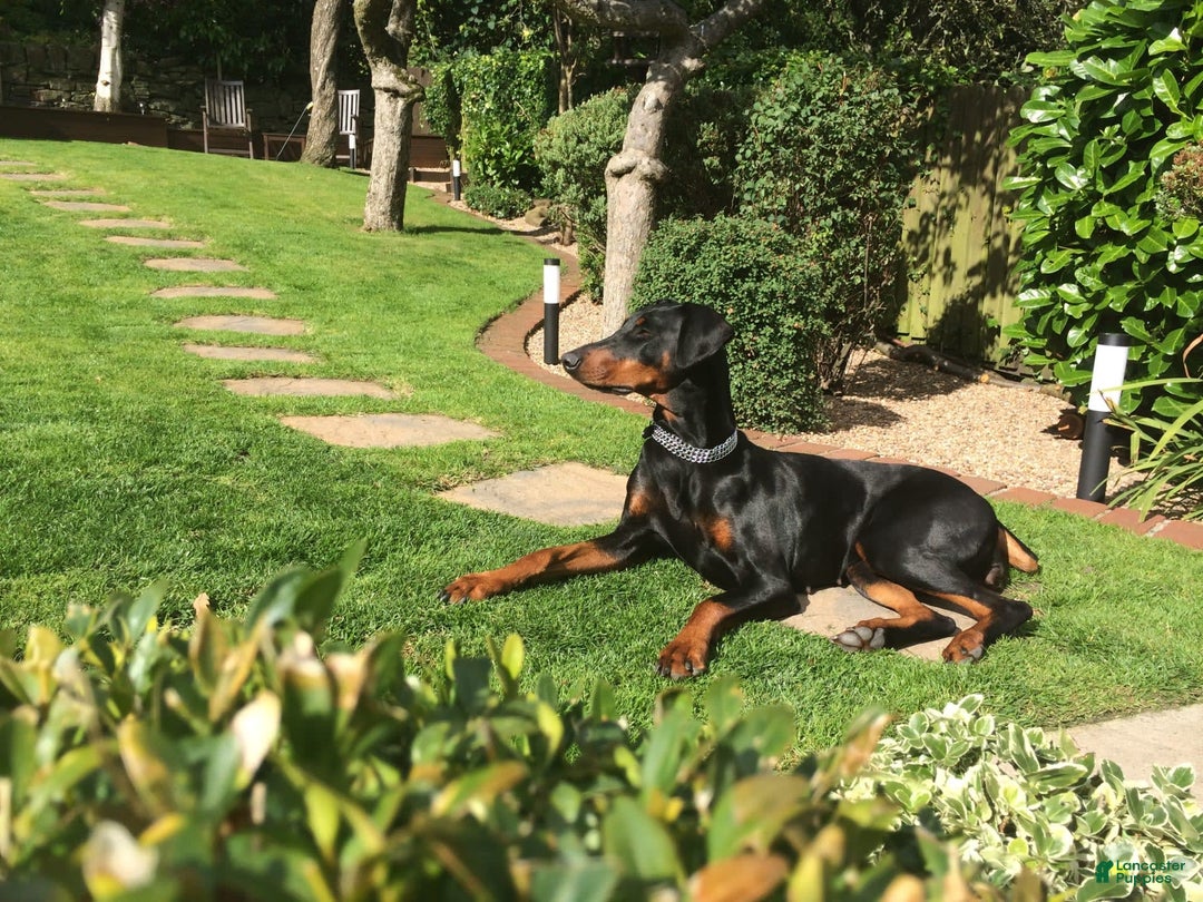 Gallery Image {{count}}