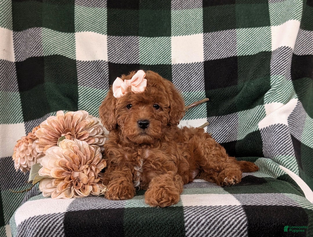 Shihpoo dogs for sale: Elsa - Ad 7