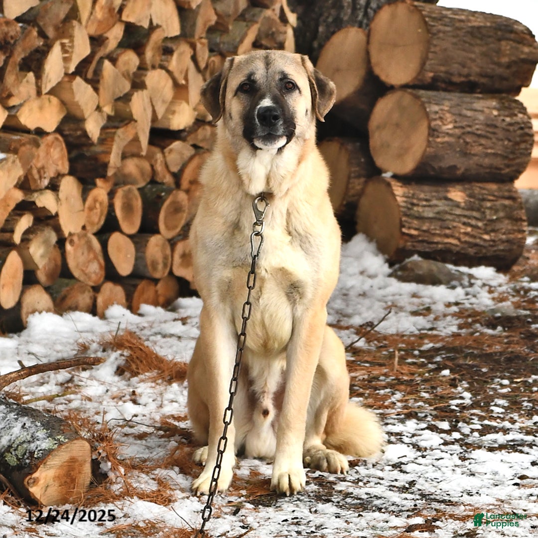 Mixed Breed dogs for sale: Chloe - Ad 7