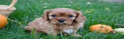 Cavalier King Charles Spaniel dogs for sale: Vincent - Ad 9