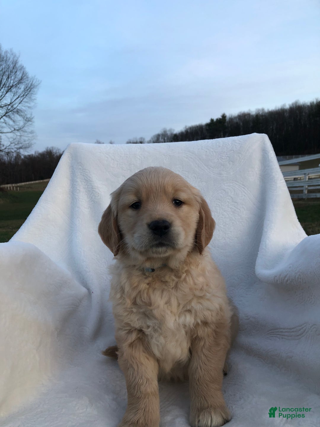 Golden Retriever dogs for sale: Riley - Ad 1