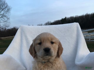 Golden Retriever dogs Riley - Ad 34