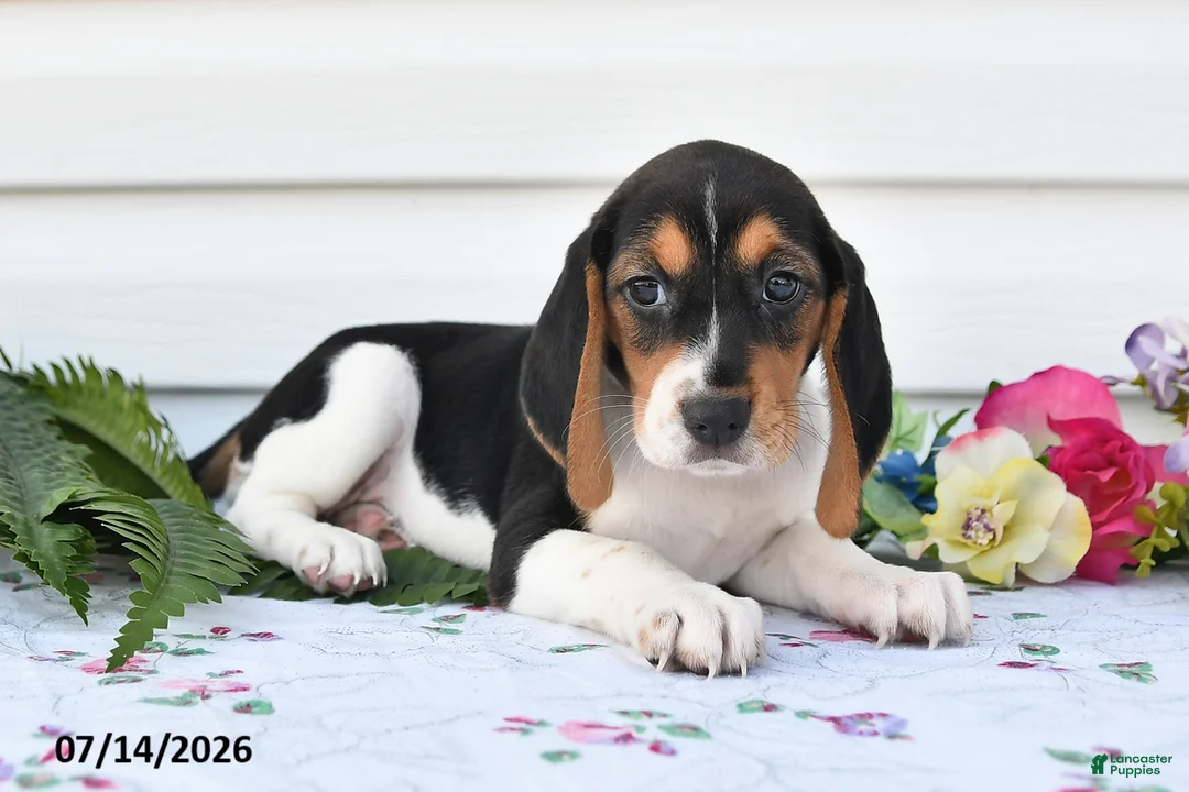 Beagle dogs for sale: Allie - Ad 3