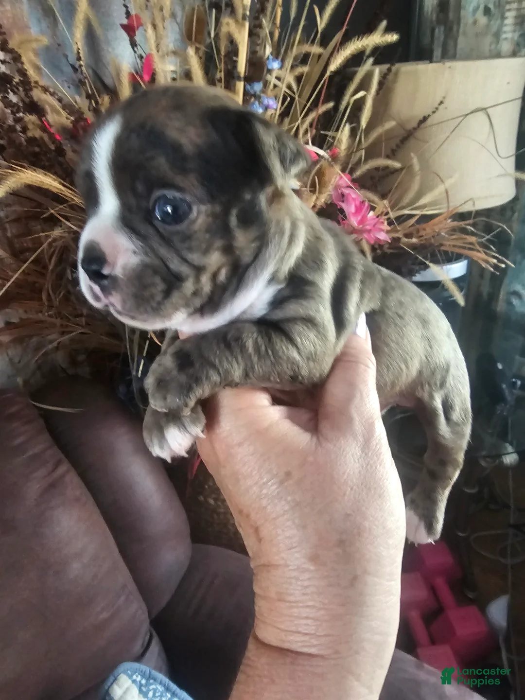 Frenchton dogs for sale: Scarlett Frenchton Puppy 1 - Ad 1